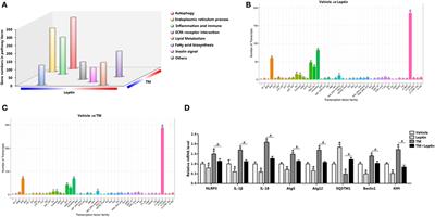 Reduced Endoplasmic Reticulum Stress-Mediated Autophagy Is Required for Leptin Alleviating Inflammation in Adipose Tissue